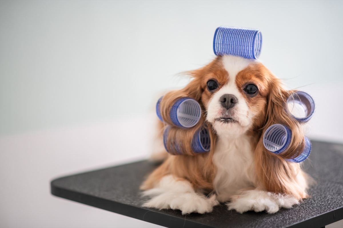 How to Create a Responsive site for Your Pet Grooming Business